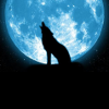 D4rkWolf93