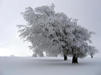 Rime King's Avatar