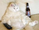 Fyllekatt