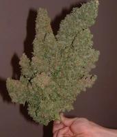 bigkush420