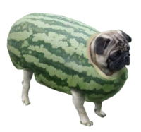 Cazzigan
