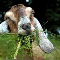 GreeneGoatz