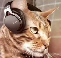 SunkistCat12
