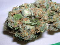 Mista.Nugzz