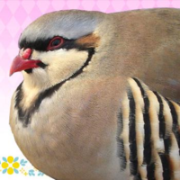Shuu Iwamine