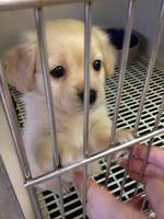 RandomPuppy