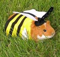 GuineaBee