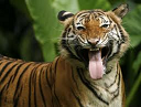 FanglessTiger