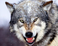 John the Wolf