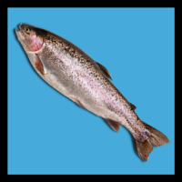 TWG Fish