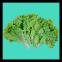 TWG Lettuce