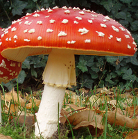 Scarlet Mushroom
