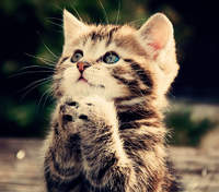 KittenFaith