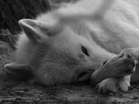 Shad0wW0lf13