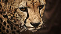 Genobo