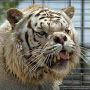 Sweaty Tiger