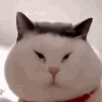 TheCrippledEgg