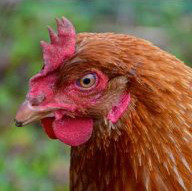 Chickenonline