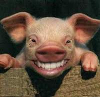 DiastolicPig