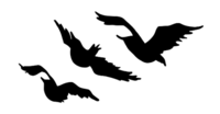 asphodelus