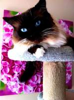 SphinxyCat