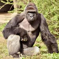 harambe