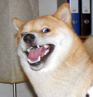 Ninjapix