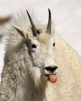 mikbastkjaer