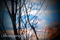 Treeswift