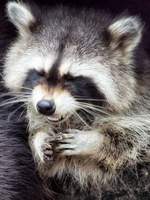 TrashPanda
