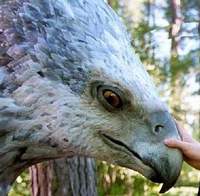 Buckbeak300