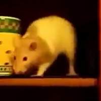 PastaCats