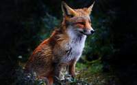 sadewolf