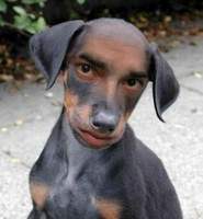 Jelelo18