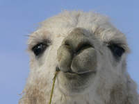 Tama-Llama