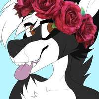 Ace_Raccoon_