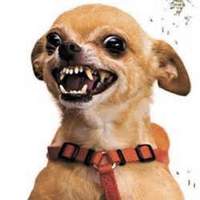 angrychihuahua