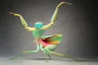 TheElizard