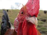 OSUchIcken