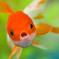 killersalmon