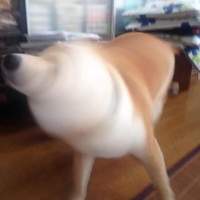 doqi