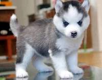 SushiHuskie223