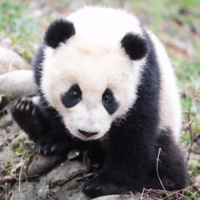 Bamboo Bear