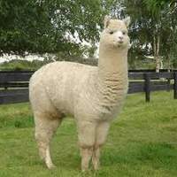 AlpacaLacka2006