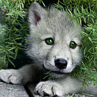 sprucegrit's Avatar