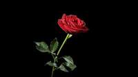EternalRoseGod