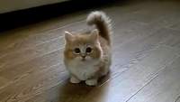 SithCatt