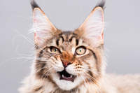 Twinkle Cat