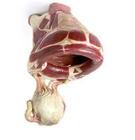 Unbaconable