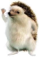maxiscoolio's Avatar